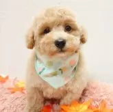 トイプードル(トイ)【栃木県・男の子・2025年9月25日・アプリコット】の写真2「もったりしたお顔が可愛い🐶」