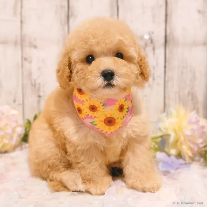 ID:2506-07654の子犬