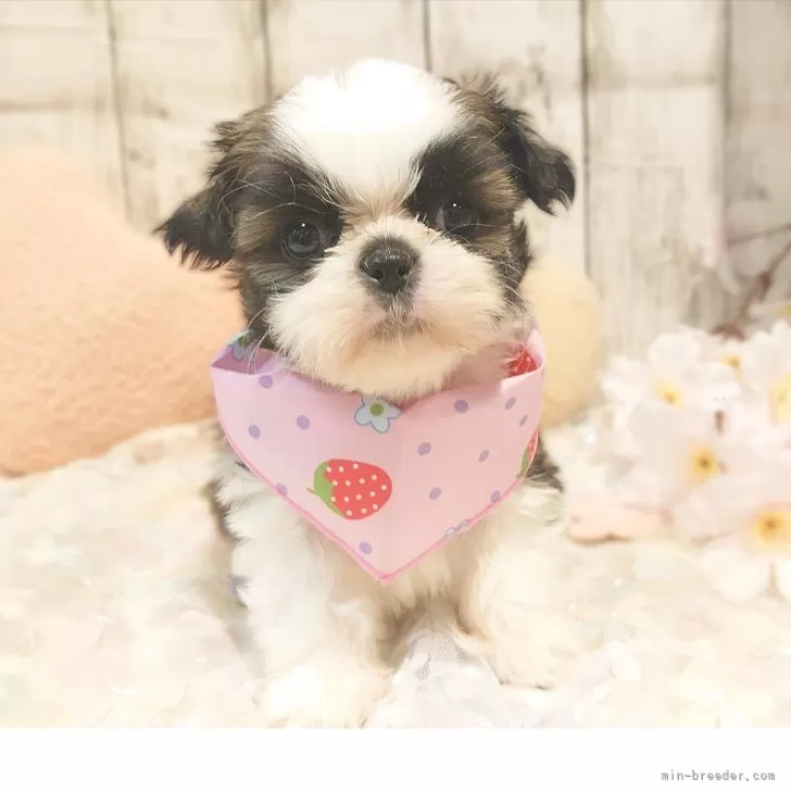 ID：2504-04455の子犬