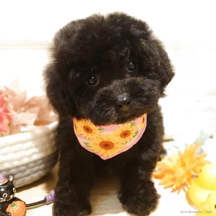 ID：2508-03138の子犬