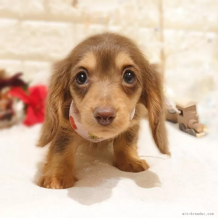 ミニチュアダックスフンド(ロング)【栃木県・女の子・2025年10月11日・チョコレート&amp;タン】の写真1「💞ママはカニヘンダックスちゃん💞12月8日現在　体重 1130ｇ」