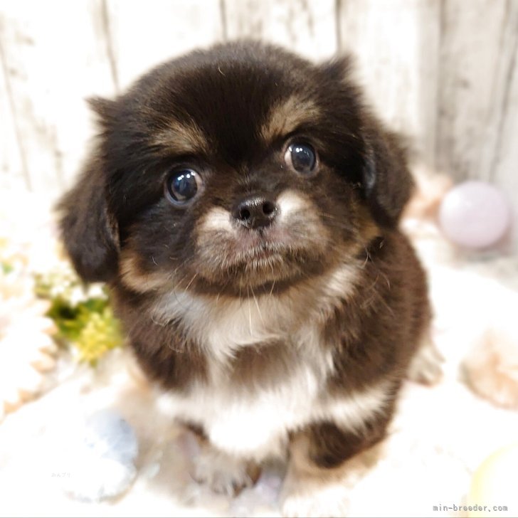 チワワ爆弾ページ チワワの子犬出産！ブリーダーズショップ(名古屋市)販売(愛知県