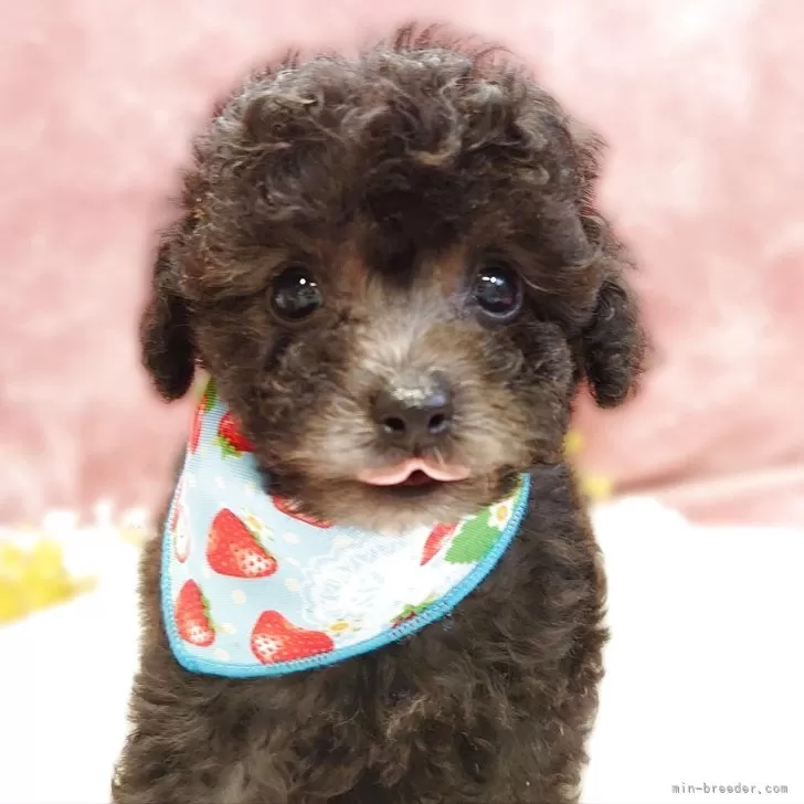 ID:2504-05032の子犬