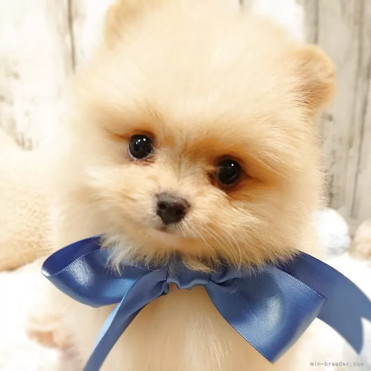 yabe 様のお迎えした子犬