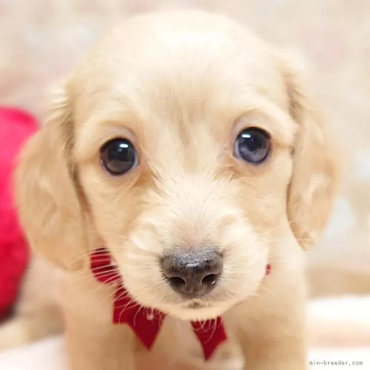 ID:2501-04296の子犬
