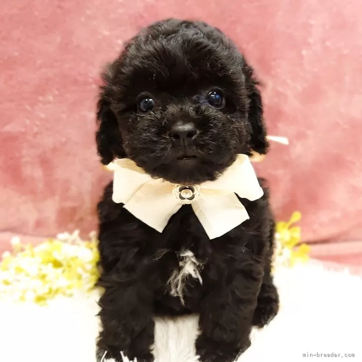 ID:2504-05028の子犬