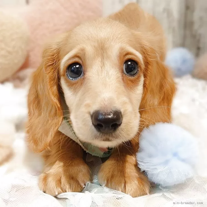 ID:2504-06700の子犬