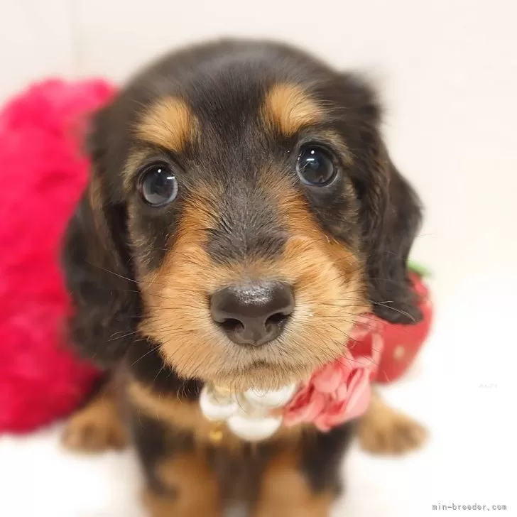 ID：2411-06617の子犬