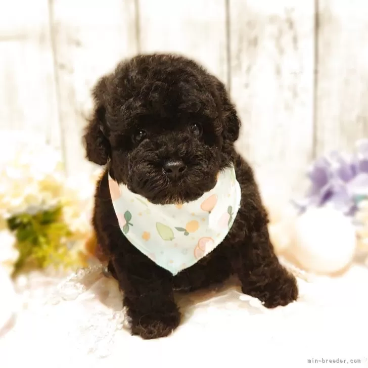 ID：2506-07652の子犬