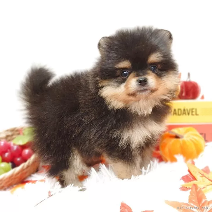 ID：2509-01227の子犬