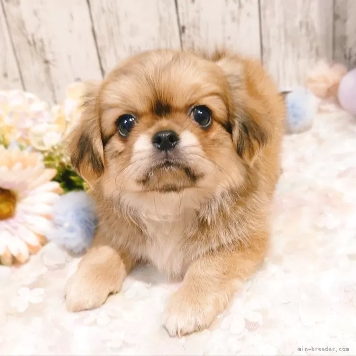 ID:2506-00865の子犬