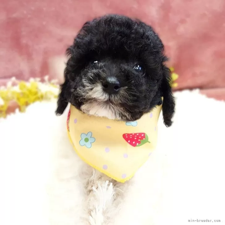 ID:2504-05030の子犬