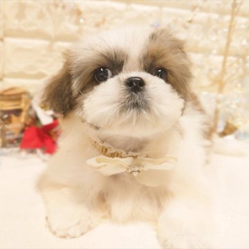 ミックス(シーズー×ペキニーズ)【栃木県・女の子・2025年8月27日・ホワイト&ゴールド】の写真「💖めちゃめちゃ可愛い女の子 💖」