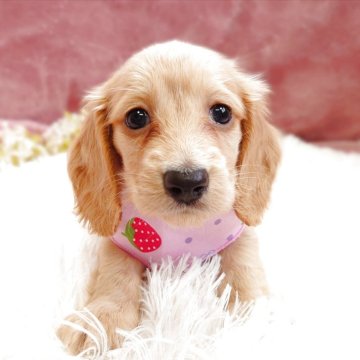ミニチュアダックスフンド(ロング)【栃木県・女の子・2025年3月16日・イエロー】の写真「濃いめのイエロー🐶※毛色変更可能性有」