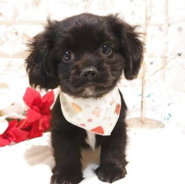 ミックス(チワワ×アメリカンコッカースパニエル)【栃木県・男の子・2025年9月16日・ブラック&ホワイト】の写真「🐾めちゃカワミックスの双子ちゃん🐾」