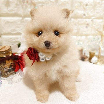 ポメラニアン【栃木県・女の子・2025年10月25日・オレンジ】の写真「🎁🎄めちゃカワ ポメちゃん 🎄🎁」