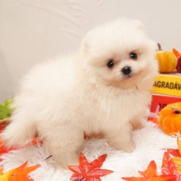 ポメラニアン【栃木県・男の子・2025年8月8日・クリーム】の写真「🐾可愛いポメちゃん4兄妹🐾」