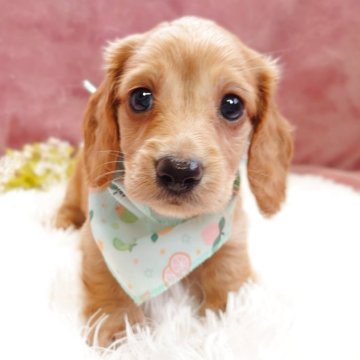 ミニチュアダックスフンド(ロング)【栃木県・男の子・2025年3月16日・ゴールド】の写真「タレ目な男の子🐶」