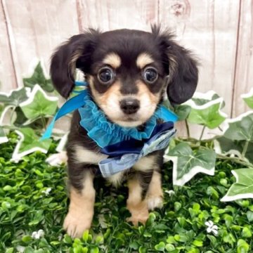 チワックス(チワワ×ダックスフンド)【栃木県・男の子・2025年9月27日・ブラック&イエロー】の写真「🐶チワックス三兄妹🐶」