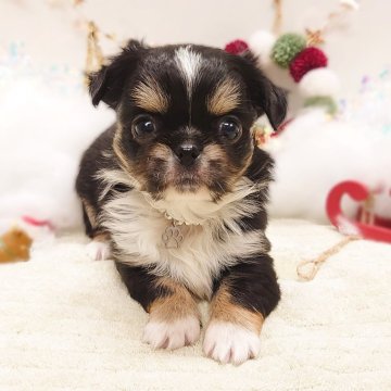 ペキチワ(チワワ×ペキニーズ)【栃木県・男の子・2025年11月4日・ブラックタン&ホワイト】の写真「🐶　チワペキちゃん兄妹　🐶」