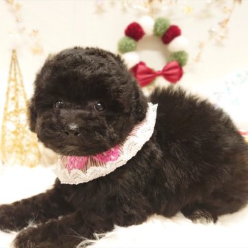 トイプードル(トイ)【栃木県・女の子・2025年9月25日・ブラック】の写真「🐶プードル4兄妹🐶」
