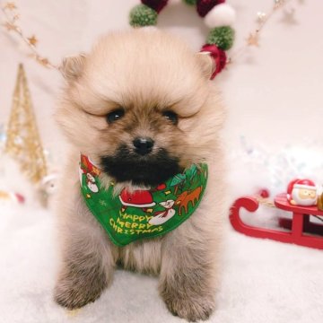 ポメラニアン【栃木県・男の子・2025年10月15日・オレンジセーブル】の写真「🎁🎄めちゃカワ ポメちゃん 🎄🎁」