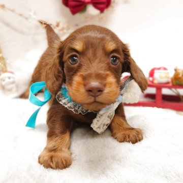 ミニチュアダックスフンド(ロング)【栃木県・男の子・2025年10月11日・チョコレート&タン】の写真「🎄めちゃカワ ダックスちゃん 🎄」