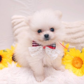 ポメラニアン【栃木県・男の子・2025年6月7日・クリーム】の写真「🐾パパにそっくりイケワン兄妹🐾」