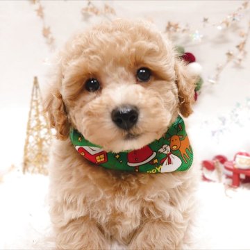 トイプードル(トイ)【栃木県・男の子・2025年9月25日・アプリコット】の写真「🐶プードル4兄妹🐶」