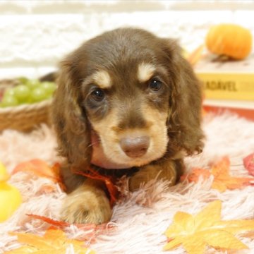 ミニチュアダックスフンド(ロング)【栃木県・女の子・2025年8月12日・チョコレート&タン】の写真「🎃めちゃカワ女子🎃」
