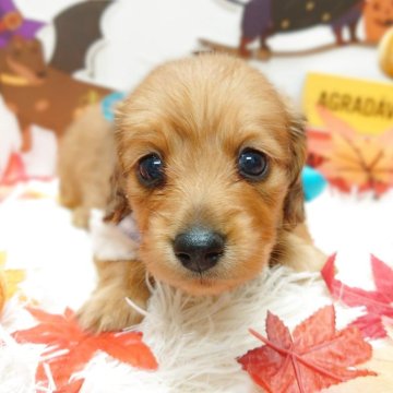 ミニチュアダックスフンド(ロング)【栃木県・男の子・2025年9月5日・シェーデッドレッド】の写真「🐾ダックス３兄妹🐾」