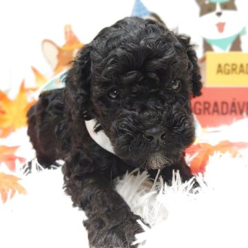 トイプードル(トイ)【栃木県・男の子・2025年9月25日・ブラック】の写真「🐶プードル4兄妹🐶」