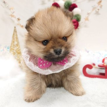ポメラニアン【栃木県・女の子・2025年10月15日・オレンジセーブル】の写真「🎁🎄めちゃカワ ポメちゃん 🎄🎁」