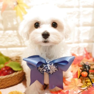 マルチーズ【栃木県・男の子・2025年8月15日・ホワイト】の写真「🎃めちゃカワ男子🎃」