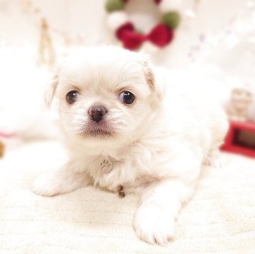 ペキチワ(チワワ×ペキニーズ)【栃木県・女の子・2025年11月4日・クリーム】の写真「🐶　チワペキちゃん兄妹　🐶」