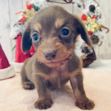 ミニチュアダックスフンド(ロング)【栃木県・男の子・2025年10月11日・チョコレート&タン】の写真「🎄 小さめサイズ の ダックスちゃん 🎄　」