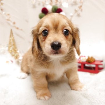 チワックス(チワワ×ダックスフンド)【栃木県・男の子・2025年9月27日・レッド】の写真「🐶チワックス三兄妹🐶」