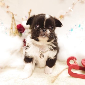 ペキチワ(チワワ×ペキニーズ)【栃木県・男の子・2025年11月4日・ブラック&ホワイト】の写真「🐶　チワペキちゃん兄妹　🐶」