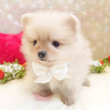 ポメラニアン【栃木県・男の子・2024年12月24日・ウルフセーブル】の写真「🌟 とーっても  可愛いの男の子 🌟」