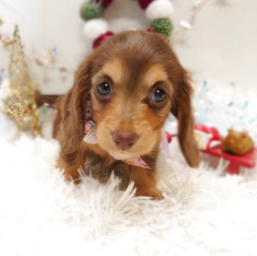 ミニチュアダックスフンド(ロング)【栃木県・女の子・2025年10月11日・チョコレート&タン】の写真「🎄めちゃカワ ダックスちゃん 🎄」