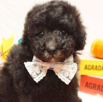 トイプードル(トイ)【栃木県・男の子・2025年8月24日・シルバー】の写真「🎀めちゃカワ トイプーの三つ子ちゃん 🎀」
