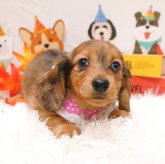 ミニチュアダックスフンド(ロング)