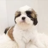 シーズー