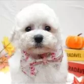 トイプードル(トイ)