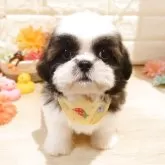 シーズー