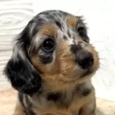 ミニチュアダックスフンド(ロング)【栃木県・女の子・2024年12月6日・シルバーダップル】の写真1