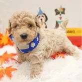 トイプードル(トイ)【栃木県・男の子・2025年9月25日・アプリコット】の写真7