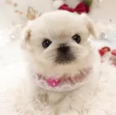 ペキニーズ【栃木県・女の子・2025年10月17日・ホワイト&クリーム】の写真3