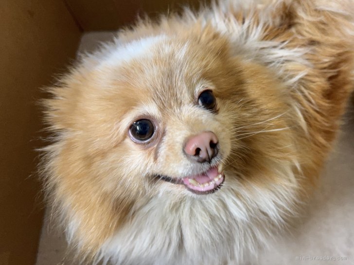 ポメラニアン【・女の子・2021年11月7日・パーティーカラー】