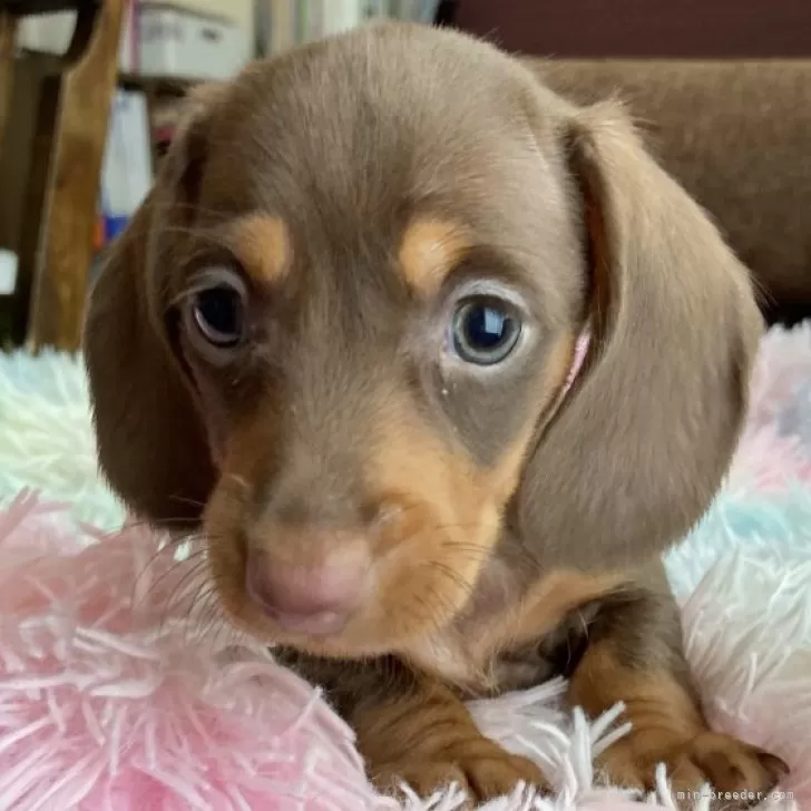 ID:2406-00597の子犬
